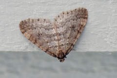 Winter Moth (Operophtera brumata)