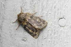 Brindled Ochre (Dasypolia templi)