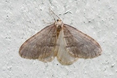 Northern Winter Moth (Operophtera fagata)