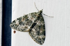 Autumn Green Carpet (Chloroclysta miata)