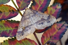 Scarce Umber (Agriopis aurantiaria)