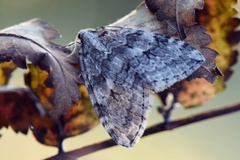 Autumnal Moth (Epirrita autumnata)