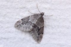 Juniper Carpet (Thera juniperata)