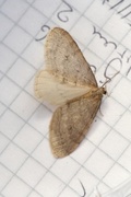 Northern Winter Moth (Operophtera fagata)