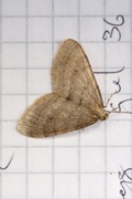 Northern Winter Moth (Operophtera fagata)