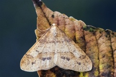 Gul frostmåler (Agriopis aurantiaria)