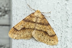 Scarce Umber (Agriopis aurantiaria)