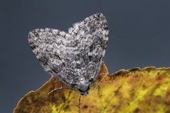 Autumnal Moth (Epirrita autumnata)