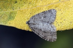 Autumnal Moth (Epirrita autumnata)