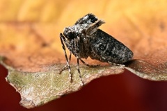Winter Moth (Operophtera brumata)