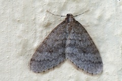 Winter Moth (Operophtera brumata)