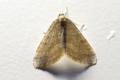 Winter Moth (Operophtera brumata)