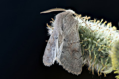 Lead-coloured Drab (Orthosia populeti)