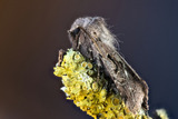 Buemerket seljefly (Orthosia gothica)