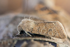 Common Quaker (Orthosia cerasi)