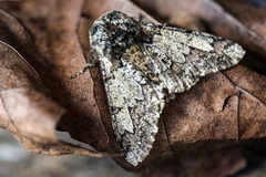 Oak Beauty (Biston strataria)