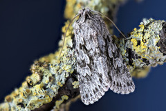 Early Grey (Xylocampa areola)