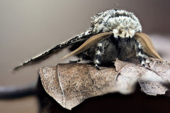 Oak Beauty (Biston strataria)
