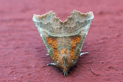 The Herald (Scoliopteryx libatrix)