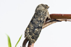 Brindled Ochre (Dasypolia templi)