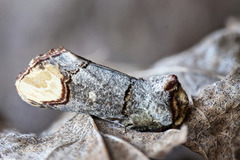 Oksehodespinner (Phalera bucephala)