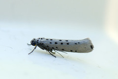 Smørbukkspinnmøll (Yponomeuta sedella)