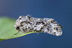 Gulflekkfly (Hada plebeja)