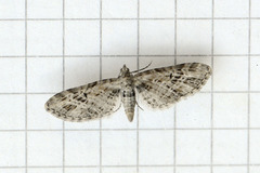 Strekdvergmåler (Eupithecia exiguata)