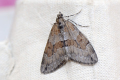 Grey Pine Carpet (Thera obeliscata)