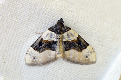Purple Bar (Cosmorhoe ocellata)