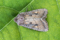 Bright-line Brown-eye (Lacanobia oleracea)