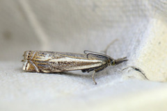 Hook-streaked Grass-Veneer (Crambus lathoniellus)