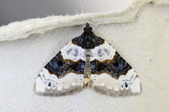 Purple Bar (Cosmorhoe ocellata)
