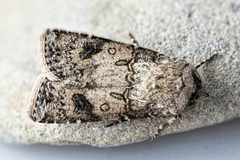 Gråpudret jordfly (Agrotis segetum)