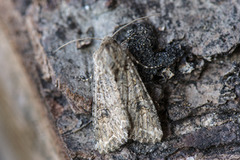 Kløverheifly (Anarta trifolii)