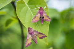 Small Elephant Hawk-moth (Deilephila porcellus)