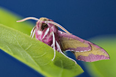 Small Elephant Hawk-moth (Deilephila porcellus)