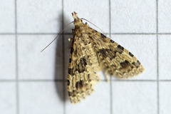 Many-plumed Moth (Alucita hexadactyla)