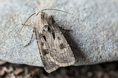 Åkerjordfly (Agrotis exclamationis)