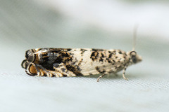 White Sallow Bell (Epinotia subocellana)