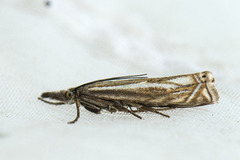 Smalstreknebbmott (Crambus lathoniellus)