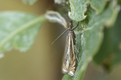 Hook-streaked Grass-Veneer (Crambus lathoniellus)