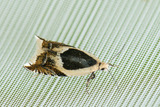 Vikkesigdvikler (Ancylis badiana)