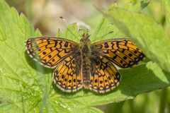 Small Pearl-bordered Fritillary (Boloria selene)
