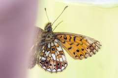 Small Pearl-bordered Fritillary (Boloria selene)