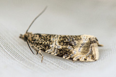 Common Marble (Celypha lacunana)