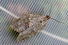 Dark-barred Tortrix (Syndemis musculana)