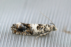 White Sallow Bell (Epinotia subocellana)
