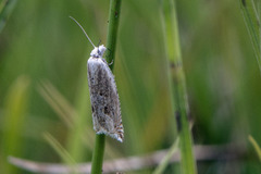 Viersigdvikler (Ancylis subarcuana)