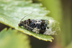 Rosa fugleskittvikler (Hedya atropunctana)